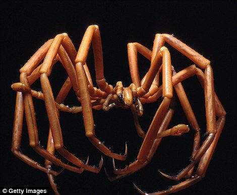 Terrifying ocean photos of circling sharks, giant jellyfish and monster waves Giant Sea Spider, Giant Jellyfish, Sea Spider, Badass Pictures, Angler Fish, Cool Bugs, Crustaceans, Feral Cats, White Sharks