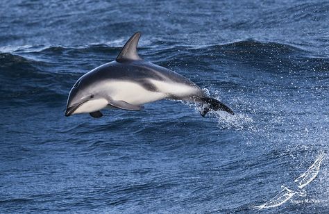 Dusky Dolphin, Antarctic Animals, Sea Dolphin, Pilot Whale, Dolphin Watching, Sea Mammal, Blue Planet, Cool Animals, Different Species