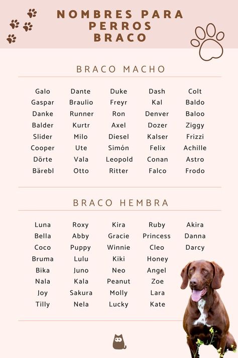 ¿Ha llegado a tu vida un perrito o perrita braco? ¡Aquí te dejamos algunas ideas de nombres para perros braco! Más ideas e información en 🐶: #PerrosBraco #BracoWeimar #PerrosBracoWeimar #NombresPerros #AntesAdoptarPerros #Perritos Helpful Things, Basic Needs, Train Your Dog, Pet Parent, Training Your Dog, Dog Training, You Can Do, Animal Lover, Dog Lovers