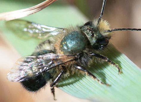 mason bees | Seabrooke Leckie Types Of Bees, Bee Friendly Garden, Mason Bees, Bee Friendly, Garden Help, Bee Decor, Country Store, To Touch, Bee Happy