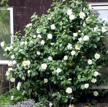 Beautiful white camellia. I'm not sure which I like better, the pink or the white. Camelia Bush, Camellia Shrub, Camellia Bush, Camellia Tree, Camellia Plant, White Camellia, Camellia Japonica, Garden Fun, Farmhouse Landscaping