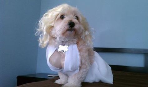 a Pretty Marilyn Best Dog Halloween Costumes, Cute Dog Costumes, Dog Costumes Funny, Cat Halloween Costume, Pet Halloween Costumes, Dog Halloween Costumes, Puppy Adoption, Dog Costumes, Dog Costume