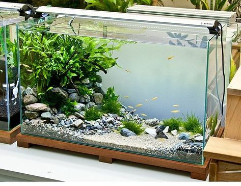 Tanaman Air, Cichlid Aquarium, Fish Aquarium Decorations, Aquarium Sand, Fish Tank Themes, Aquarium Garden, Fish Tank Terrarium, Cool Fish Tanks, Diy Fish Tank