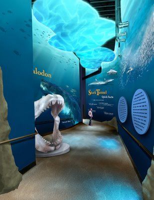 Shark Exhibit, Aquarium Poster, Aquarium Architecture, معرض فني, Got The Job, Museum Exhibition Design, Transparent Screen, Interactive Museum, Nature Museum