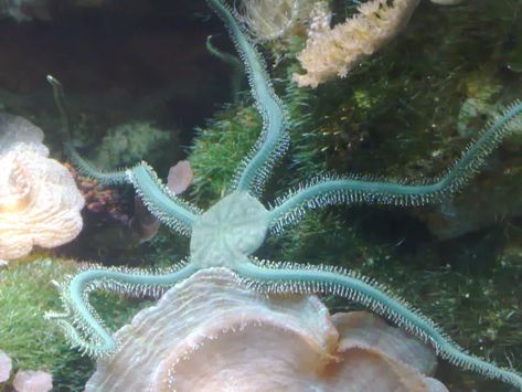 8 Unexpectedly Beautiful Sea Creatures Coconut Octopus, Brittle Star, Leafy Sea Dragon, Western Interior, Mantis Shrimp, Chester Zoo, Sea Cucumber, Deep Sea Creatures, Take Shelter