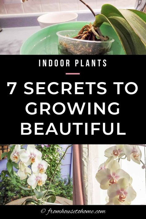 You may be surprised to learn that orchids aren't nearly as hard to grow as they seem. Click through to find out the secrets for caring for orchids. #fromhousetohome #orchids #gardening #indoorplants Caring For Orchids, Orchid Propagation, Orchids In Water, Indoor Orchids, Orchid Fertilizer, Orchid Plant Care, Orchid Roots, Container Garden Design, Potted Plants Outdoor