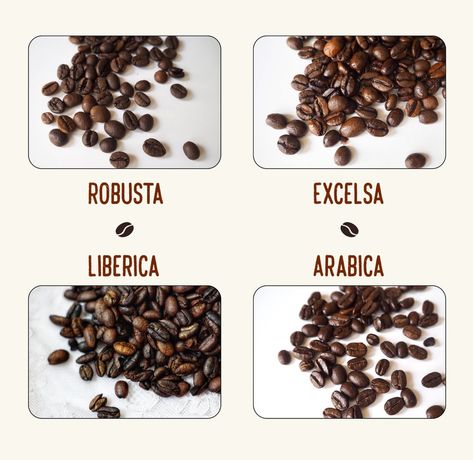 There are actually four different types of coffee beans. https://coffeeaffection.com/different-types-coffee-beans/ Types Of Coffee Beans, Bean Varieties, Types Of Coffee, Fresh Coffee Beans, Coffee Supplies, Coffee Hacks, Arabica Coffee Beans, Coffee Varieties, Best Coffee Maker