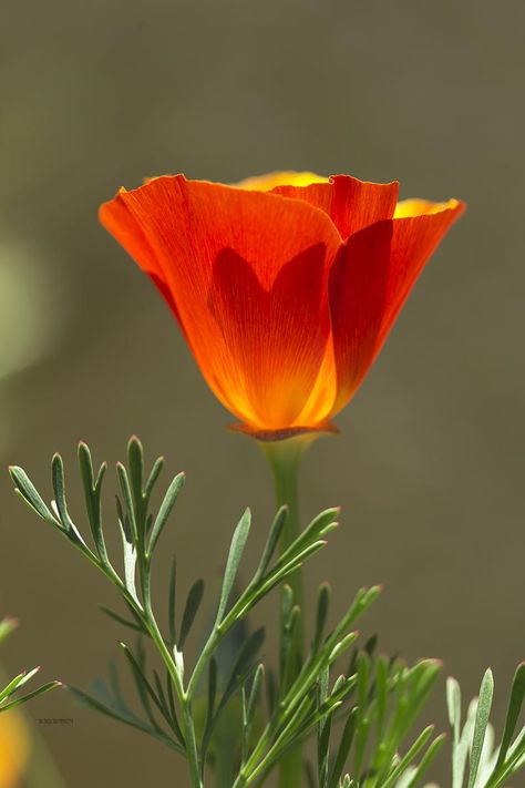 Fleur Orange, زجاج ملون, Airbrush Art, California Poppy, Orange Flower, E Card, All Flowers, Exotic Flowers, Flower Beauty