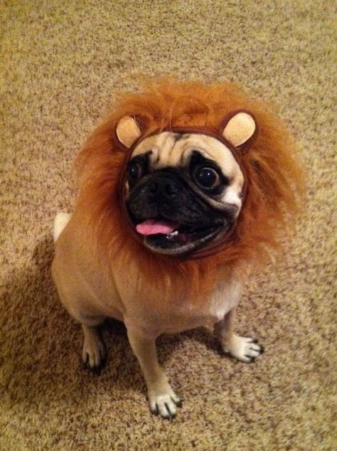 A Pug lion mane on Yogi! So stinkin cute! Lion Hat, Lion Mane, A Pug, Pug, Lion, Hats, Crochet, Dogs, Animals