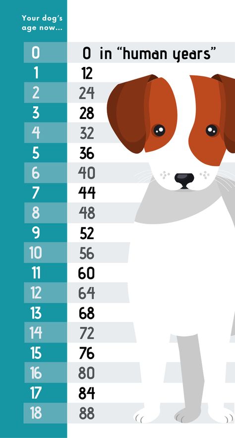 Calculate dog's age in human years Dog Age In Human Years, How Old Is Your Dog In Human Years, Cat Years, Canned Cat Food, Dog Ages, Dog Years, My Animal, Cat And Dog, Dog Signs