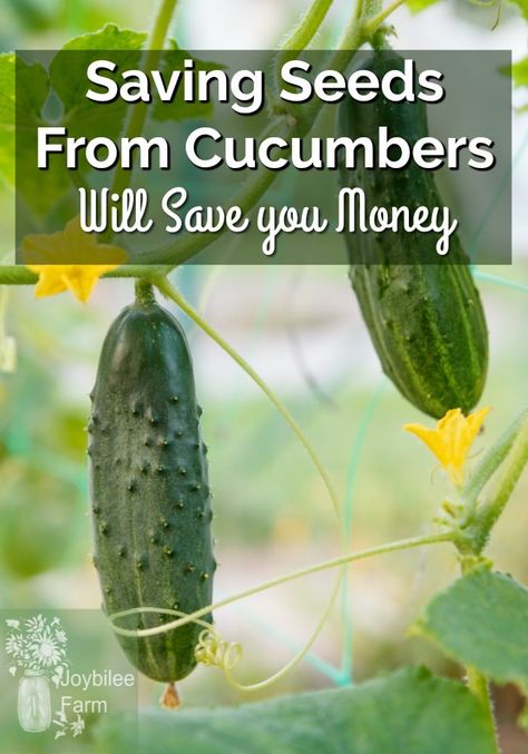 How to save seeds from cucumbers. Saving your own seeds ensures food security and preserves heritage varieties for genetic diversity for future generations. Cucumber seeds will remain viable for up to 3 years if kept dry. Seeds From Vegetables, Saving Seeds From Vegetables, How To Save Seeds, Genetic Diversity, Save Seeds, Saving Seeds, Farm Diy, Cucumber Seeds, Growing Cucumbers