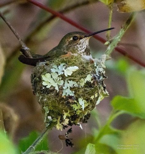 Backyard Birds Sanctuary, Hummingbird Nests, Hummingbird Nest, Hummingbird Pictures, World Birds, Hummingbird Garden, All Birds, Little Birds, Birds Of Paradise