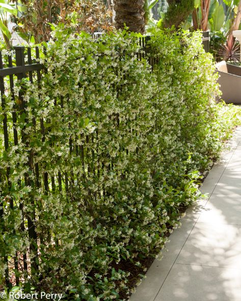 Jasmine Vine Fence, Garden Plants Ideas, Wall Climbing Plants, Trachelospermum Jasminoides, Evergreen Vines, Jasmine Plant, Waterwise Garden, Flower House, Star Jasmine