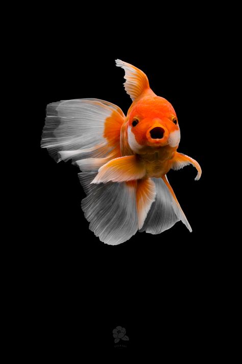 Chinese Goldfish, Lionhead Goldfish, Pet Goldfish, Fancy Goldfish, Ikan Air Tawar, Cr7 Wallpapers, Pretty Fish, Bawah Air, Cute Fish