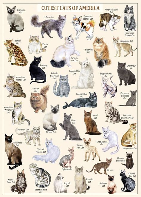 Vintage Puzzle, Jigsaw Puzzles 1000, Puzzles For Adults, Cat Puzzle, Types Of Cats, Cute Cat Breeds, Kinds Of Cats, Warrior Cat, Cute Cats And Dogs