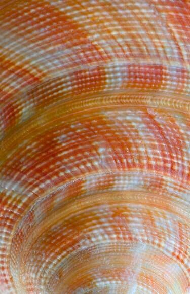 Seashell Shell Texture Pattern, Shell Close Up, Sea Shell Texture, Shells Texture, Seashell Texture, Finding Lovely, Shell Texture, Foto Macro, Helter Skelter