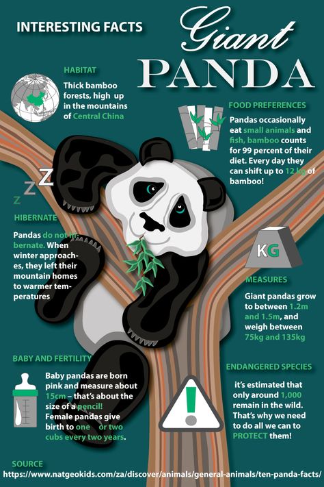 Designed brochure with interesting facts about Giant Pandas using National Geographic Kids article Mammal Poster Board Project, Panda Poster Board Project, Animal Poster Board Project, Endangered Animals Poster Project, Endangered Animals Poster, Panda Facts For Kids, Fun Fact Design, Endangered Species Project, Facts About Bears