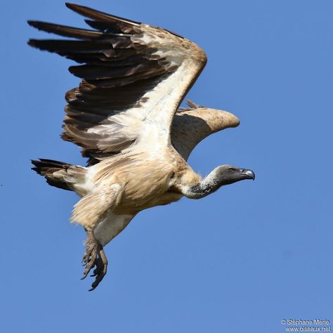 Cape Vulture - Gyps coprotheres - stme232743 Cape Vulture, Vulture Wings, Avian Anatomy, Marvel Vulture, Vulture Illustration, Vulture Skull, Vulture Tattoo, Vulture Marvel, Vulture Bird