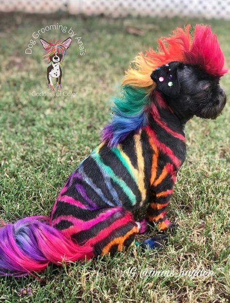 Dog Dye Ideas Creative Grooming, Dog Dye Ideas, Dyed Dogs, Dog Hair Dye, Dog Dye, Pit Dog, Dog Grooming Styles, Creative Grooming, Miniature Schnauzer Puppies