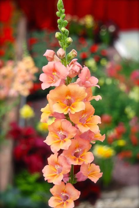 Butterfly (open faced) Snapdragons | Full sun annuals Full Sun Annuals, Full Sun Flowers, Snapdragon Flowers, Flower Farm, Beautiful Blooms, Flower Seeds, Outdoor Plants, Dream Garden, Garden Planning