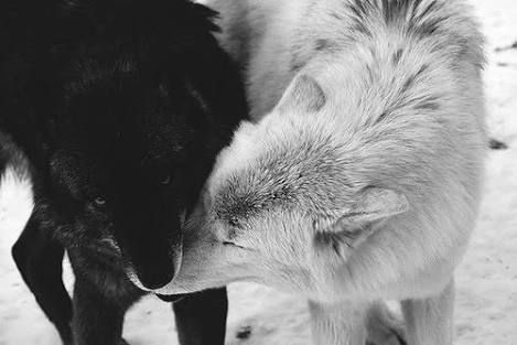 After a mysterious figure saves him from HYDRA agents, Steve Rodgers/… #fanfiction #Fanfiction #amreading #books #wattpad Wolf Gif, Werewolf Aesthetic, Wolf Spirit Animal, Wolf Wallpaper, Wolf Love, Wolf Pictures, Wolf Spirit, Beautiful Wolves, Wolf Girl