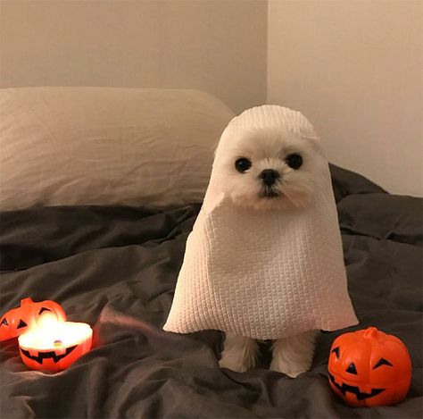 Ghost Costume, White Dog, Pumpkins, Ghost, Halloween, Bed, White