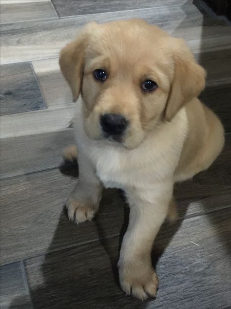 Lebra Dog Puppy, Golden Labrador Aesthetic, Lab Dog Aesthetic, Lab Puppy Photoshoot, Chocolate Lab Puppies Aesthetic, Lab Puppy Aesthetic, Dog Lockscreen, White Labrador Puppy, White Lab Puppies