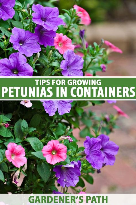 Easy-care petunias add bright colors, fragrance, and fantastic forms to pots of any shape or size. Use mounding ones for large planters and trailing ones to spill from hanging baskets and window boxes. Find the details in our how-to guide to petunia container care, now on Gardener's Path. #petunias #gardenerspath Petunia Hanging Basket Diy, Wave Petunias Planter, Petunias In Pots Planters, Petunia Planters, Petunias In Pots, Petunia Garden, Petunia Planter, Window Shelves For Plants, Petunia Hanging Baskets