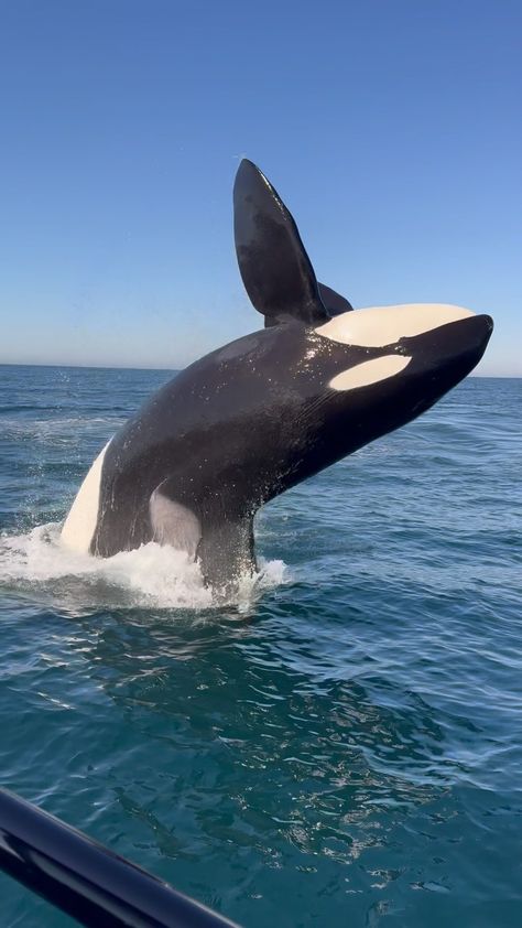 Oceanic Expeditions | We got SOAKED from breaching Orcas today🤯 One of the absolute best encounters we’ve ever had. We spotted this pod as they met up with... | Instagram Ocean With Animals, Ocean Animal Photography, Ocean Animals Aesthetic, Orca Aesthetic, Sea Wildlife, Deep Sea Life, Orcinus Orca, Sea Mammal, Underwater Animals