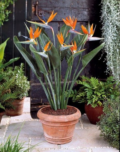 Birds Of Paradise Plant, Bird Of Paradise Plant, Paradise Flowers, Paradise Plant, Tropical Garden Design, Birds Of Paradise Flower, House Plants Indoor, Tropical Landscaping, Bird Of Paradise