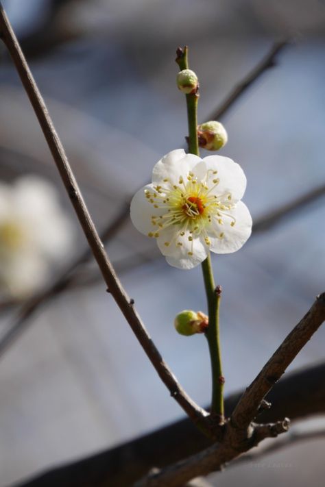 Japanese Apricot, Apricot Blossom, Plum Blossom, Spring Time, Apricot, Beautiful Flowers, Blossom, Tumblr, Plants