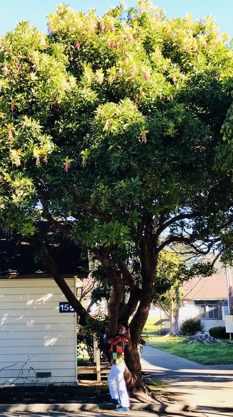 Trees I have Loved – Strawberry Tree, Arbutus ‘Marina’ - The Watershed Project Arbutus Marina Tree, Tree In Front Yard, Arbutus Marina, I Volunteer, Strawberry Tree, Planting Trees, Street Trees, Garden Trees, Wine Barrel