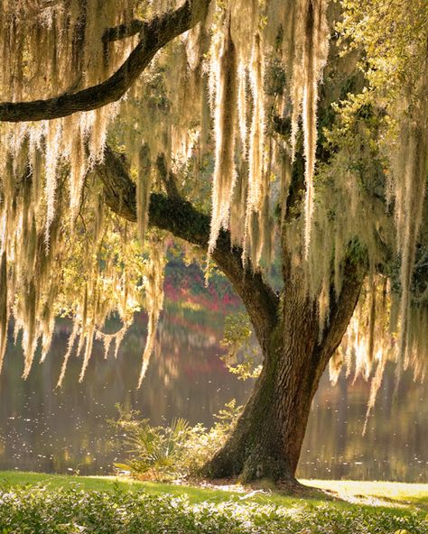 Doug's Photo Blog: Outdoor Draperies Live Oak Tree Tattoo, Spanish Moss Trees, Live Oak Tree, Outdoor Drapery, Oak Tree Tattoo, Middleton Place, Live Oak Trees, Putao, Weeping Willow