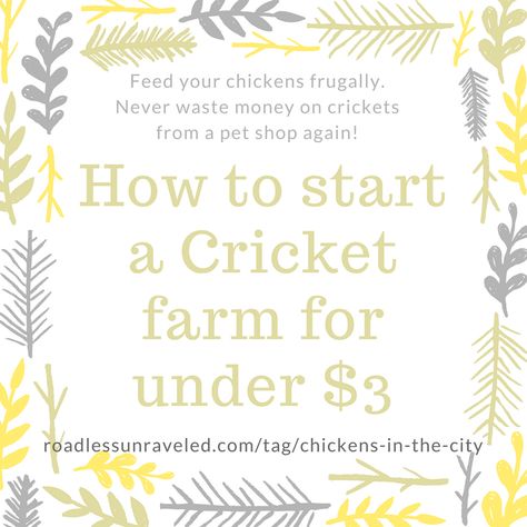 How to start a cricket farm for under $3 and feed your chickens frugally – Road Less Unraveled Cricket Farm, Winter Sunflower, Cricket Farming, Sunflower Sprouts, Bearded Dragon Food, Healthy Greens, Meal Worms, Baby Bearded Dragon, Egg Container