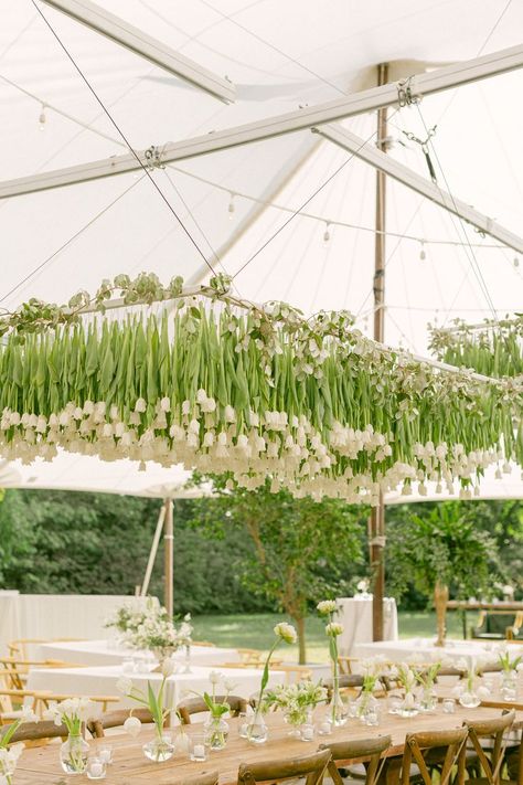 We are obsessed with this floral hanging arrangement! The monochromatic design was a popular wedding trend in 2021 and we definitely hope to see more of it in 2022! To maintain the aesthetic, our white Cafe Lights were hung to accentuate the petals of the hanging Tulips. #Floral #FloralArrangement #Tulips #CafeLights #Monochromatic #Wedding #Reception #Lights #TentLighting Tulip Ceiling Wedding, Hanging Tulips Wedding, Hanging Centerpiece Wedding, Flower Ceiling Wedding, Hanging Florals Wedding, Wedding Reception Lights, Hanging Tulips, Reception Lights, Reception Ceiling