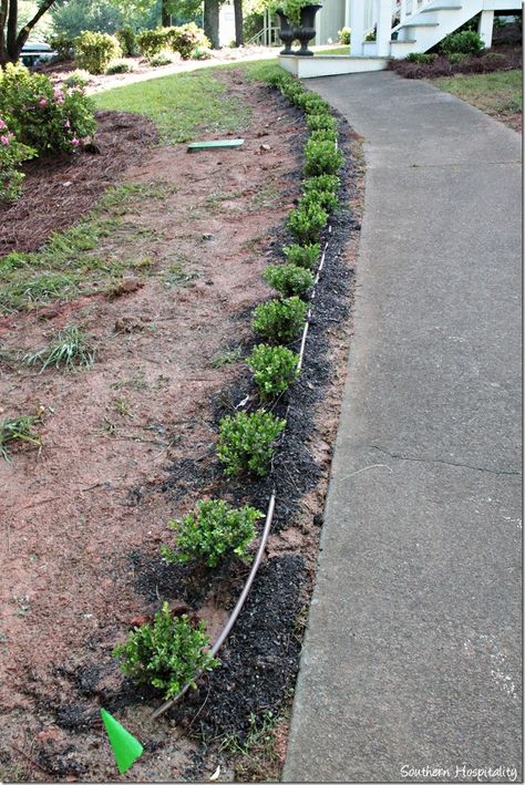 boxwoods by walkway Boxwoods Along Walkway, Best Plants For Sidewalk Border, Front Yard Landscaping With Boxwoods, Landscaping Around Sidewalk, Front Walkway Flower Bed Ideas, Landscaping Between House And Sidewalk, Long Sidewalk Landscaping, Landscape Around Sidewalk, Front Door Walkway Landscaping