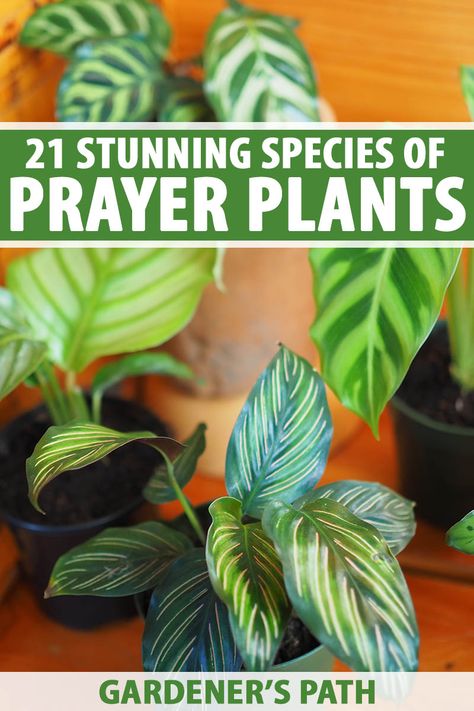 Prayer plants are cherished for their dazzling array of colors and patterns. From highly symmetrical markings to impressionistic marbling, discover 21 of the most gorgeous prayer plants you can keep in your home. To meet these stunning houseplants, read more on Gardener’s Path. #prayerplant #houseplants #gardenerspath Plants To Grow At Home, Prayer Plant Care, Homestead Gardening, Low Light House Plants, Plants Care, Plant Wishlist, Plant Goals, Calathea Plant, Fairy Homes