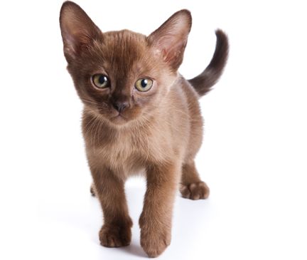 Browse Burmese kittens for sale & cats for adoption.  The Burmese cat is often described as active and social, enjoying the company of others. Cat Hypoallergenic, Burmese Cats, Burmese Kittens, Brown Cats, Cats For Adoption, Chocolate Cat, Hypoallergenic Cats, British Shorthair Kittens, Burmese Cat