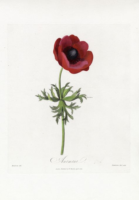 Drawing by Robert John Thornton (1810). Vintage Poppy Tattoo, Poppy Flower Tattoo, Flower Tattoo Back, Poppies Tattoo, Small Flower Tattoos, Botanical Tattoo, Anemone Flower, Vintage Botanical Prints, Trendy Flowers