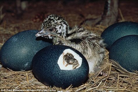 Emu Eggs, Emu Bird, Emu Egg, Eggs Image, Jungle Birds, Aboriginal Culture, Flightless Bird, Blue Eggs, Australian Birds