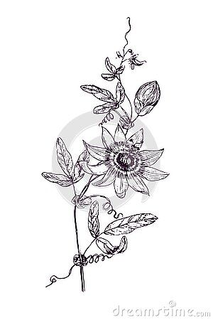 Passion Flower Vine Tattoo, Passion Fruit Tattoo Flower, Passionfruit Tattoo, Passionflower Tattoo, Passion Flower Tattoo, Flower Vine Tattoos, Vine Drawing, Fruit Tattoo, Passion Vine