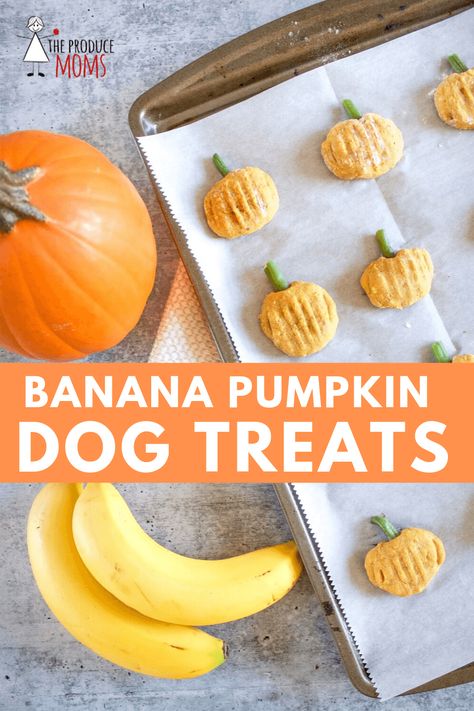 Banana Pumpkin Dog Treats - The Produce Moms Thanksgiving Dog Treats, Pumpkin Dog Treat, Banana Dog Treats, Pet Treats Recipes, Dog Treats Homemade Easy, Easy Dog Treat Recipes, Dog Biscuit Recipes, Dog Pumpkin, Easy Dog Treats