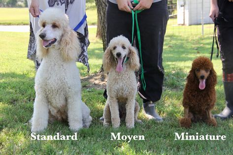 Mini Poodle Puppy, Moyen Poodle, Puppy Room, Poodle Grooming, Textured Coat, Mini Poodles, Purebred Dogs, Miniature Poodle, Poodle Puppy