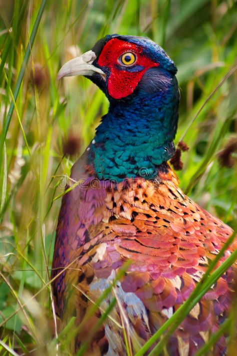 Pheasant Photos, Pheasant Photography, Pheasant Artwork, Pheasant Painting, Nature Sleeve, Common Pheasant, Nz Birds, Wild Chicken, Ring Necked Pheasant