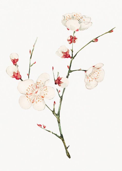 Vintage Japanese plum blossom art print, remix from artworks by Megata Morikaga | premium image by rawpixel.com / Donlaya Plum Blossom Art, Japanese Plum Blossom, Japanese Plum, Cherry Blossoms Illustration, Blossom Tattoo, Japanese Artwork, Blossoms Art, Japanese Flowers, Japanese Cherry Blossom