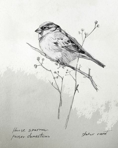 Sparrow at ArtfullyWalls, #sparrow #birds #wildlife #nature #homeinspiration #styleithappy #homedetails #dreamhome #housegoals #interiorlovers #designinspo #decorinspo #interiordecor #interiordesign #artfullywalls #gallerywall #gallerywalldecor #gallerywallinspo #artprints #stellarspaces #homeinspiration #rockininteriors #sorealhomes #interiorlovers #interiorstyling #styleithappy #artfullywalls #gallerywall #gallerywallinspo#affordableartprints Bird Drawing Easy, Sparrow Pictures, Watercolor Birds Tutorial, Drawing Easy Pencil, Simple Bird Drawing, Shading Pencil, Sparrow Drawing, Pencil Drawing Inspiration, Drawing S