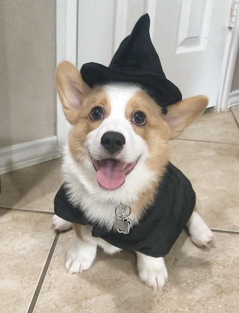 Corgi Mix, Cardigan Welsh Corgi, Ready For Halloween, Pembroke Welsh Corgi, Autumn Vibes, Corgi Dog, Cute Cats And Kittens, Welsh Corgi, Cute Animal Pictures