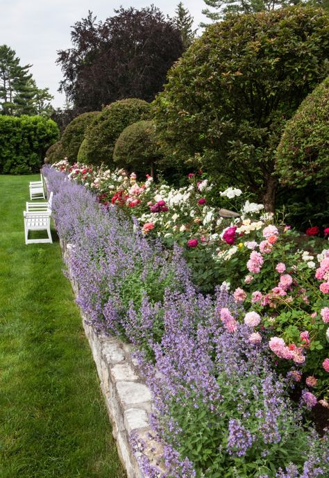 Funny Vine, Rose Garden Design, Rose Gardens, Lavender Garden, Flower Garden Design, Garden Design Layout, Have Inspiration, Beautiful Flowers Garden, Garden Borders