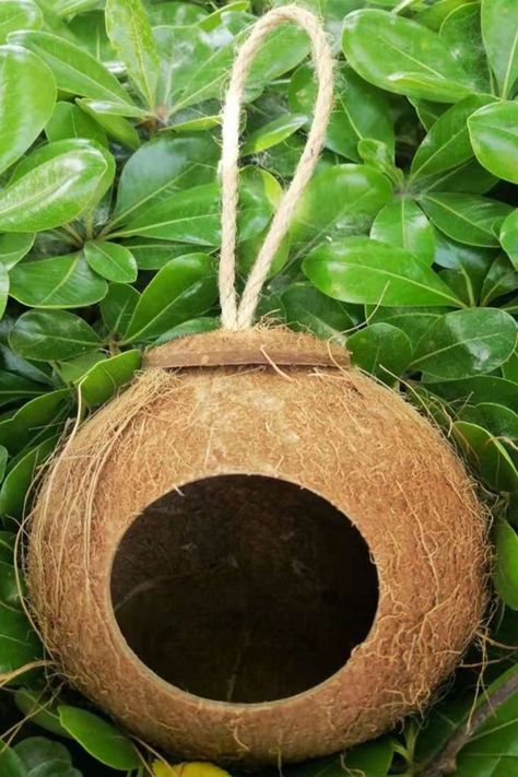 Love Birds Pet, Bird Nest Craft, Hanging Ladder, Bird Feeder Craft, Coconut Shell Crafts, Garden Birdhouses, Bird Cage Decor, Bamboo Art, Diy Bird Feeder