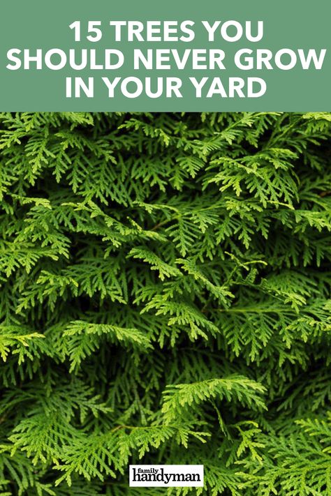 15 Trees You Should Never Grow in Your Yard Cedar Trees Landscaping Front Yards, Cypress Trees Landscape Front Yards, Planting Cedar Trees, Eastern Red Cedar Tree Landscaping, Conifer Garden Design, Colorado Trees Landscaping, Leland Cypress Landscaping, Garden With Pine Trees, Leyland Cypress Landscaping